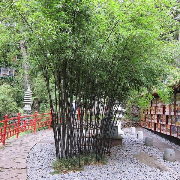 bamboo-garden-bamboo-oriental-japanese-garden-japanese-zen-green-natural-nature