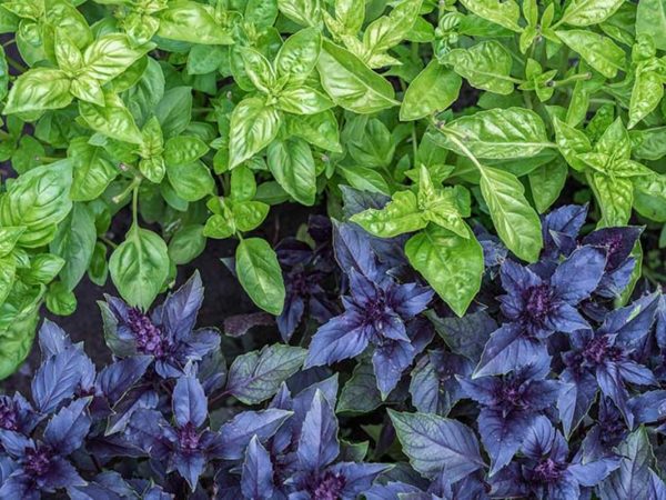basil-production-stages-nutrition-facts-and-health-benefits