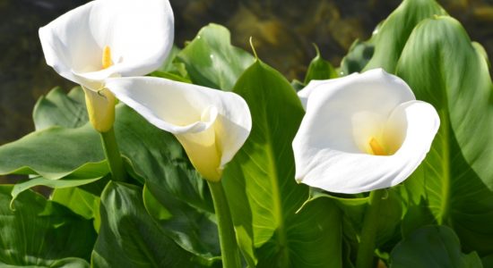 beautiful-fresh-white-flowers