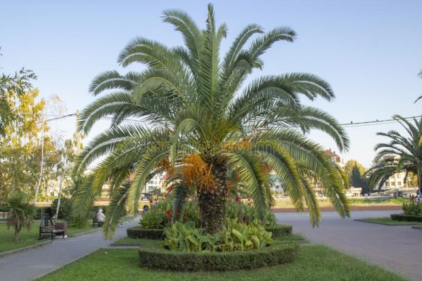 beautiful-phoenix-canariensis-decorating-garden-tropical-vegetation-jungles-grown-as-ornamental-plant-all-172473330