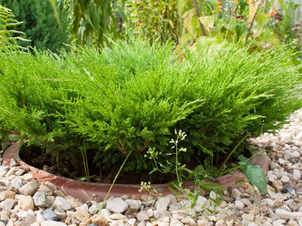 young green juniper in a flowerbed lined with gravel. photo format horizontal