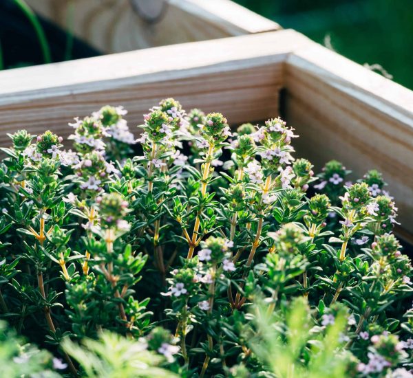 bigstock-Closeup-Of-Blooming-Thyme-Herb-249512659