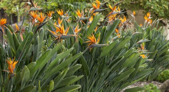 bird-of-paradise-plant