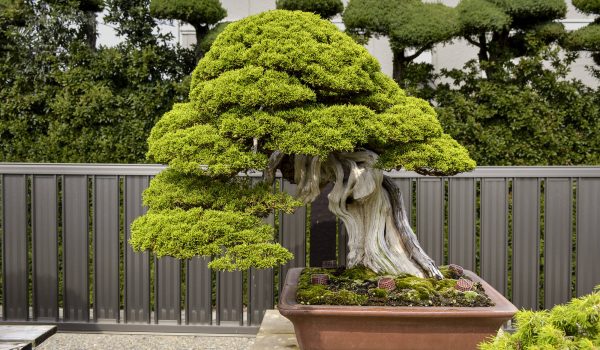 bonsai