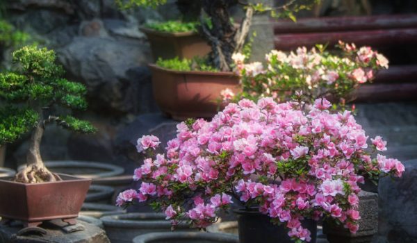 camellia-japonica-en-pot