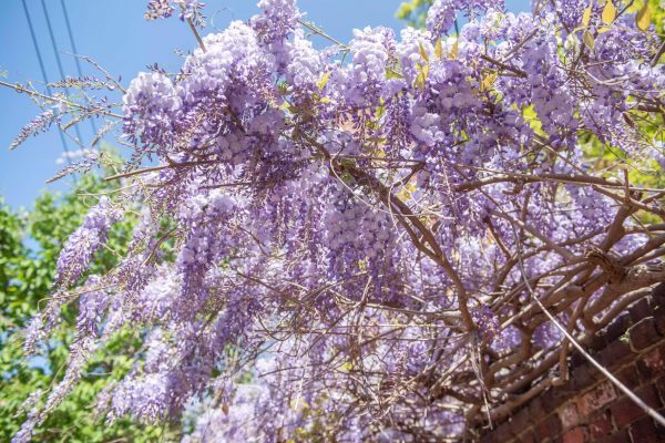 chinese-wisteria-plants-2132898-02-b4ca7ad7c7ff47f381354e9d8cf3dd0d_jpg_75