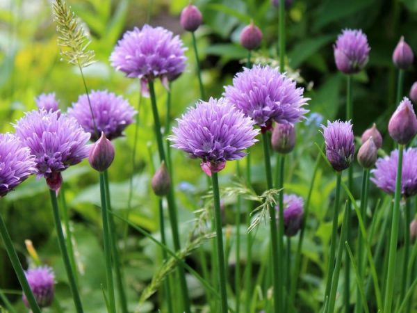 chives-display-crop