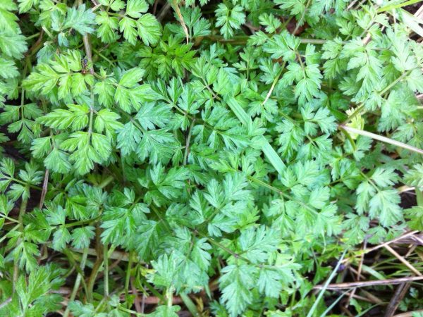 cow-parsley