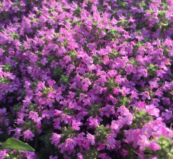 creeping-thyme-groundcover-plant-types-care-and-propagation