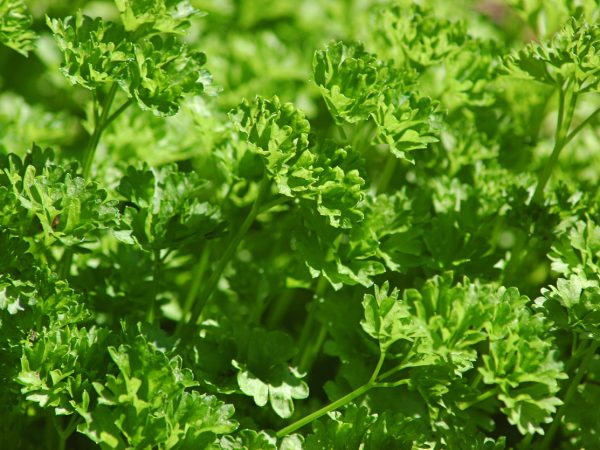 Horizontal background shot of parsley leaves, delicious and healthy herb, vegetable, spice and garnish, in the garden under the sunlight.