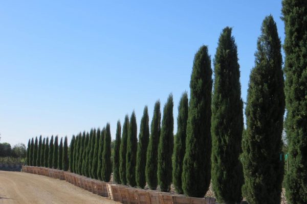 cupressus-sempervirens-glauca