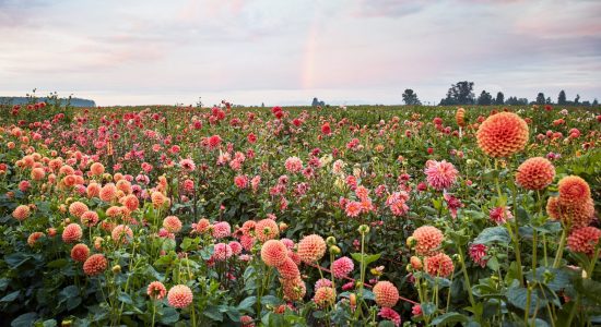 dahlia-field-opener-948601ca-0820-2000