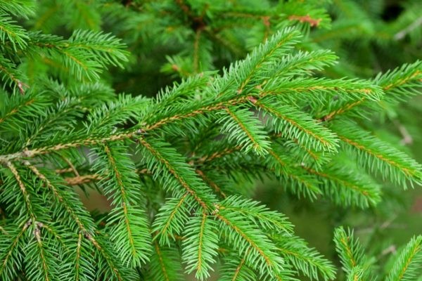 difference-between-evergreens-and-conifers-2131029-01-d96c60f271e845e3af2f70cb410589a6