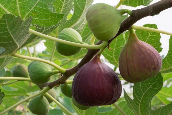 figs-fig-tree