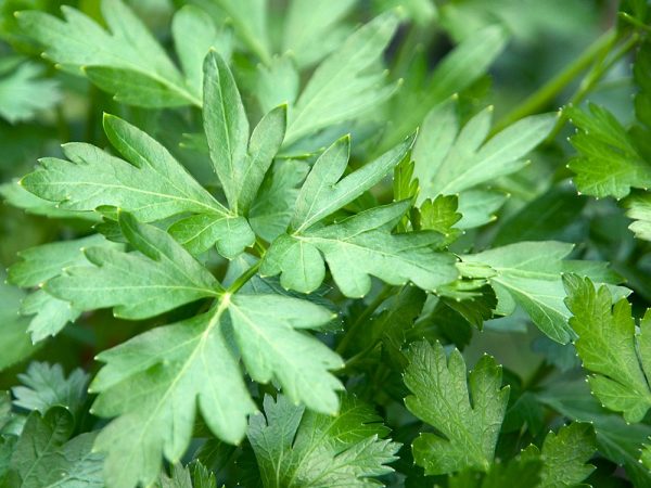 flat_leaf_parsley_herb_plant_1931_detail