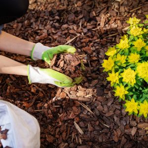 gardener-mulching-flower-bed-with-pine-tree-bark-royalty-free-image-1590503436