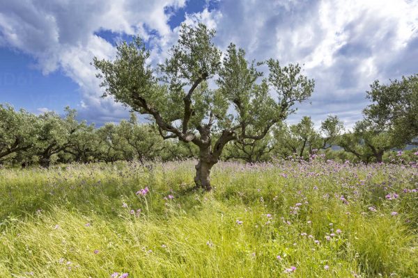 Greece, Zakynthos, Olive trees, Olea europaea