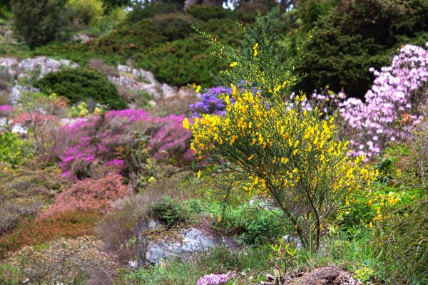 growing-broom-plants-5089367_04-b45ed45190874ddebc9a86f4b3e819f5