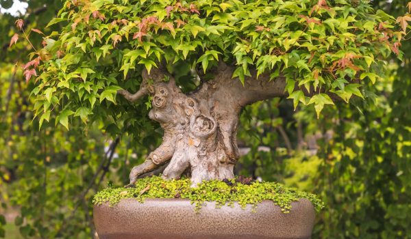growing-japanese-maple-bonsai-5085314_02-d3f41f2a659e4d1ba5d1eb2b53978277