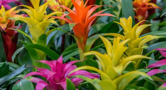 guzmania-bromeliads