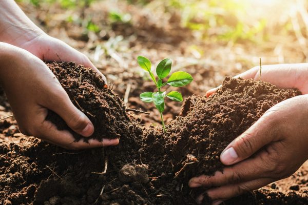 hands-in-soil-essentials-stock