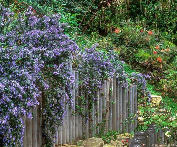 Dry garden with Garrya eliptica hedge,  Rosemarinus officinalis 'Prostratus' (Rosemary) and Grevillea