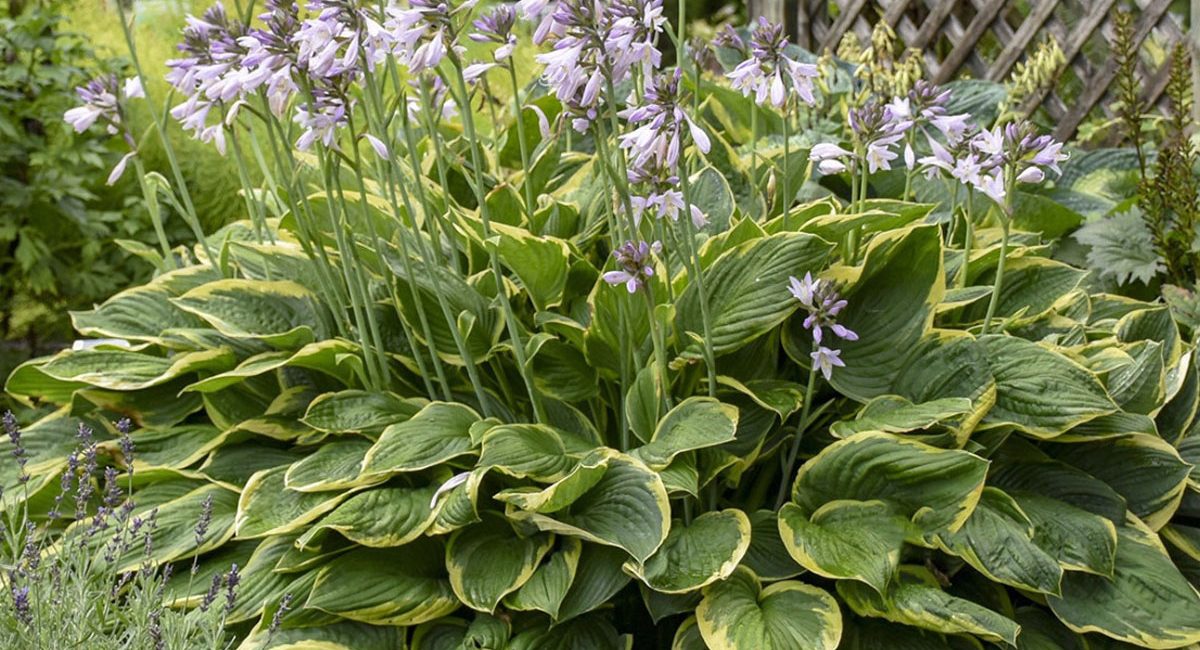 hosta_fortunei_aureomarginata1