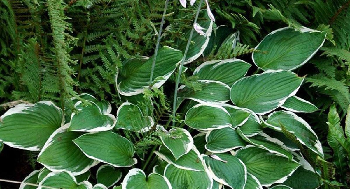 hosta_fortunei_francee__kopier_1