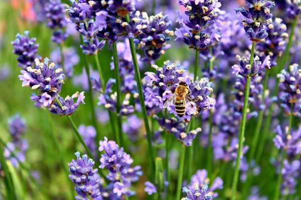 img_how_to_care_for_lavender_plants_4248_orig