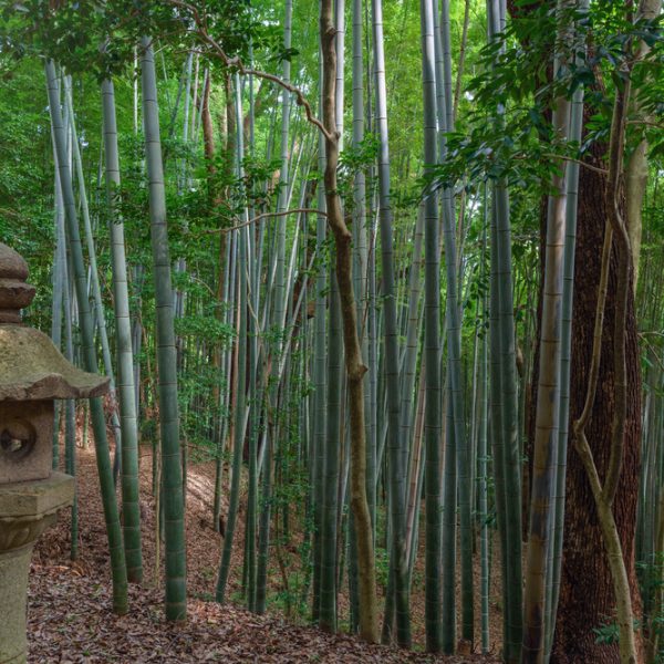 iwashimizu-hachiman-bamboo