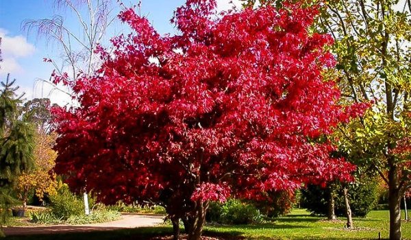 japanese-maple-osakazuki-1