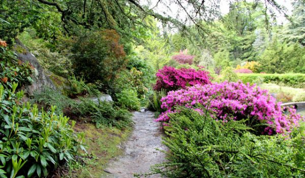 jardin-japonais-azalees