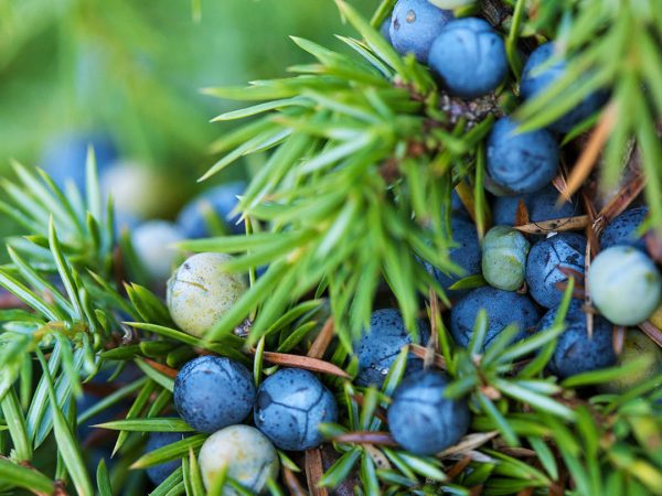 juniper-berries-naturepl-01340549-simon-colmer