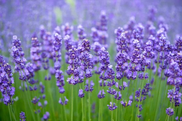 lavender-may292018