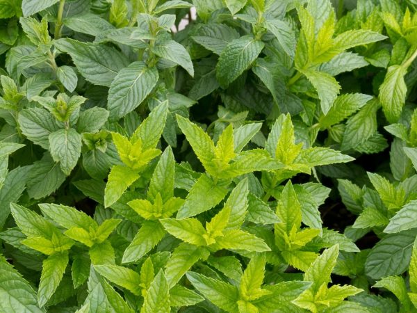 lead_mentha spicata_spearmint_shutterstock_81564625