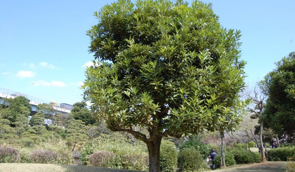 lithocarpus-edulis-2