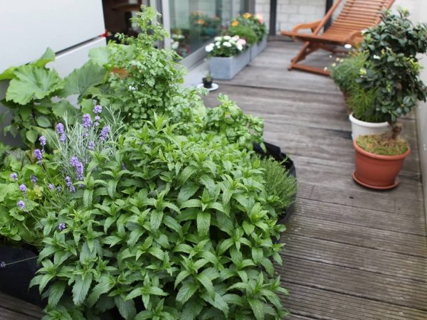 mint-in-container-garden