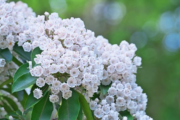 Kalmia