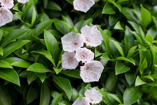 mountain-laurel-plants-growing-tips-2131174-01-f17a96877b3d44a29c0c51152c12560d