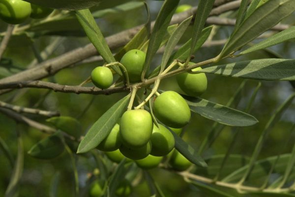 olea_europaea_2