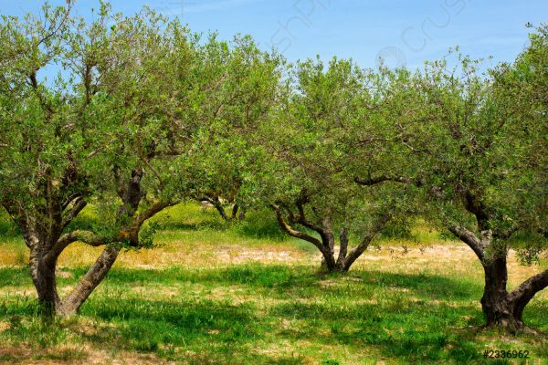 olive-trees-olea-europaea-crete-2336962