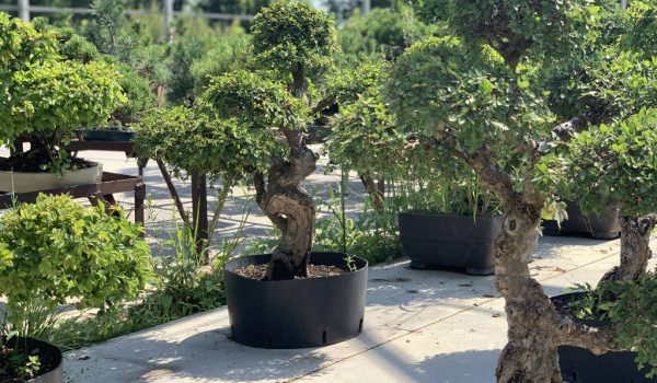 orme-de-chine-bonsai-5