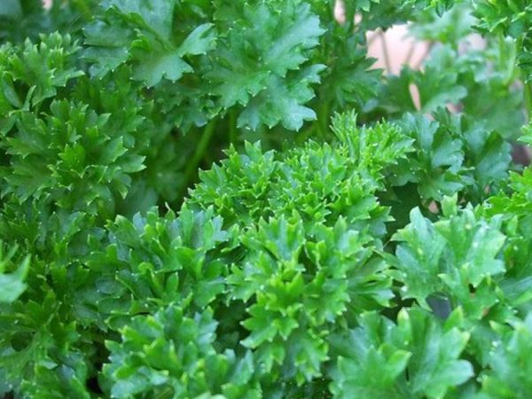 parsley-pests