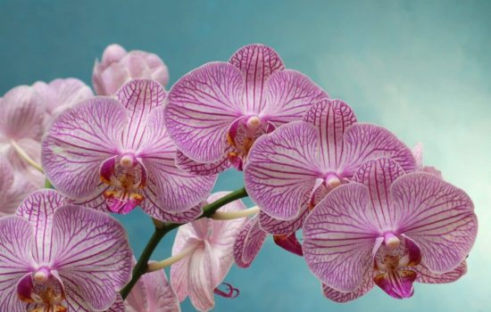 phalaenopsis-orchid-purple-petal-how-to-water-orchid