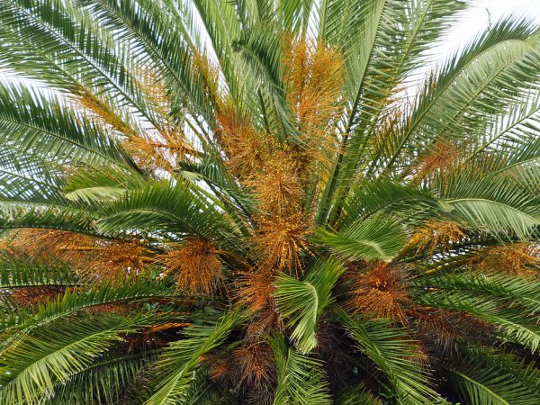 phoenix-canariensis-flowers