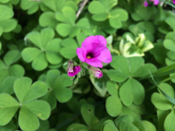 pink-sorrel-3