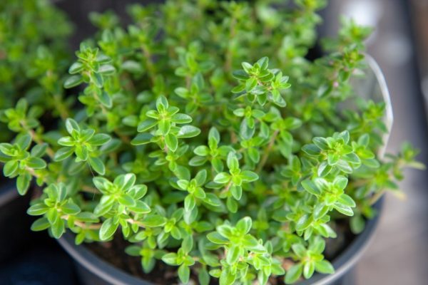 potted-thyme-plant