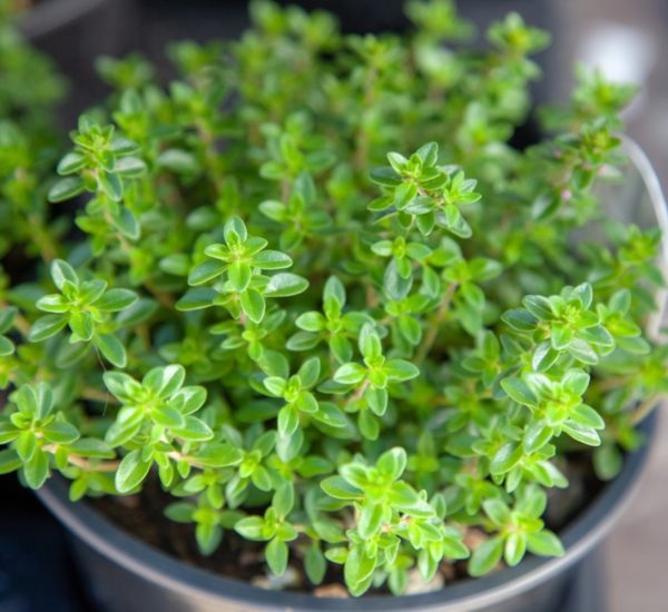 potted-thyme-plant