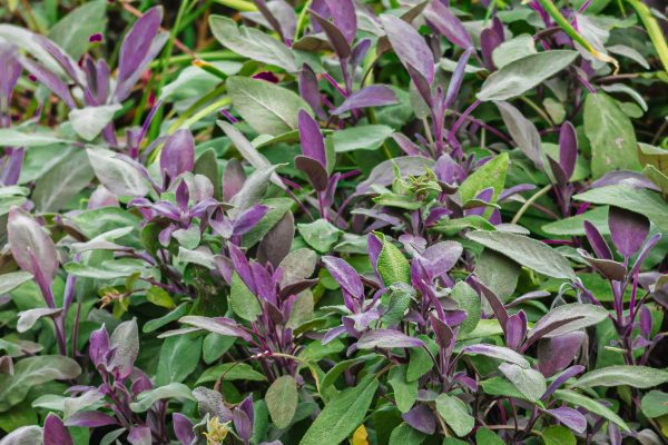 purple-sage-bush-profile-5074212-5-3e9f0c168e1a403fb8714243270f7ebe
