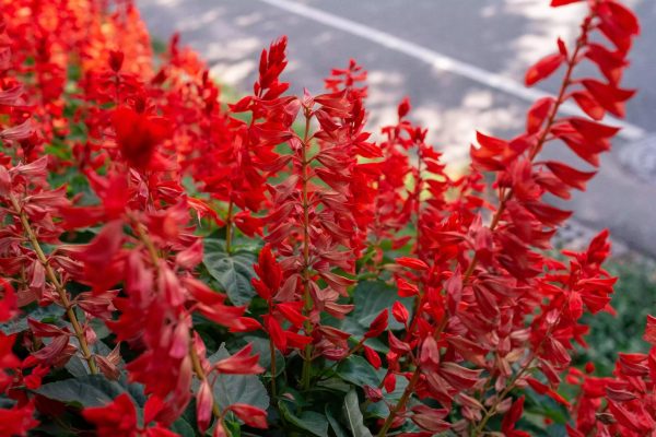 red-salvia-scarlet-sage-salvia-splendens-2132144-11-229c4011c8494568ab7ef39a6f4d3660_jpg_92